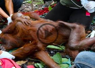 Animal Rescue Team Saves the Life of Starving Orangutans