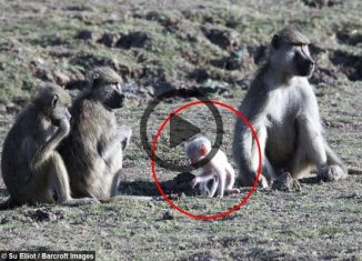 White Baby Baboon Stands Out From The Crowd